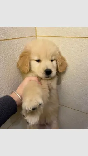 Golden
