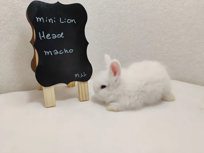 Mini Coelhos Novos Filhotes Disponíveis