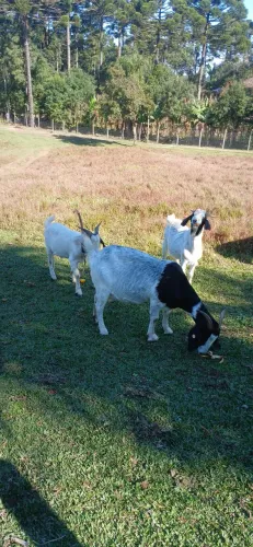 Cabras de leite e bodes