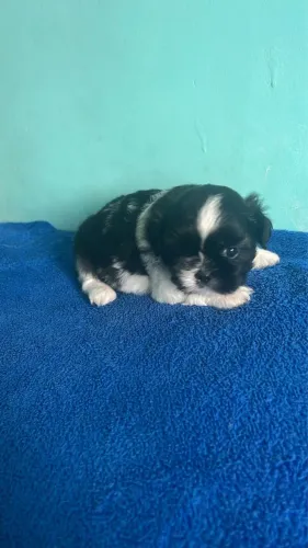 Filhote de shih tzu disponível 