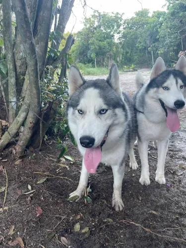 Husky siberiano 