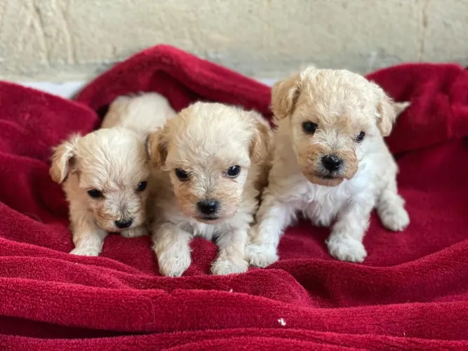  Vendo Poodle micro toy