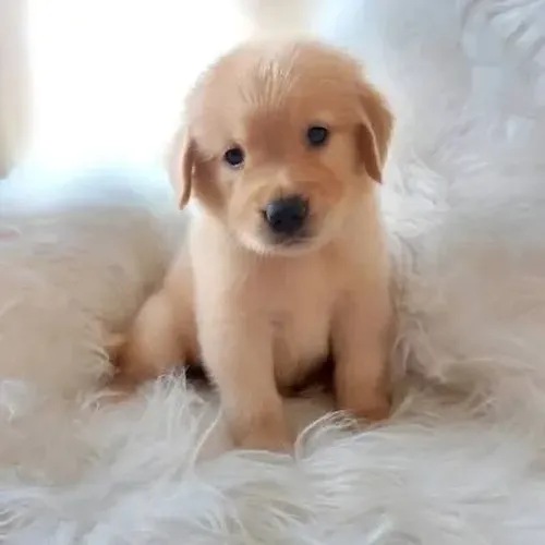 Filhotes de Golden retriever em 12 x