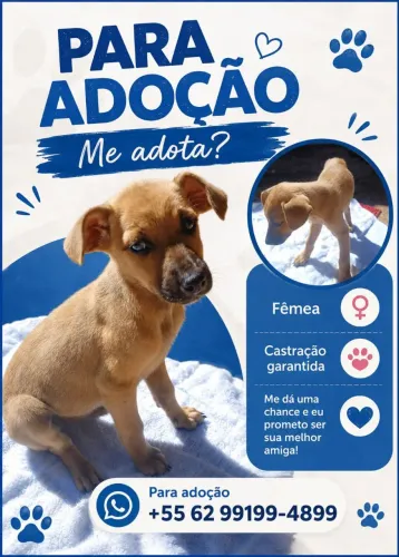 Filhotes vira lata porte médio