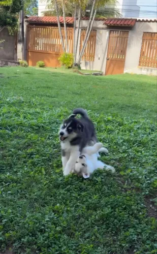 Filhotes de Husky Siberiano