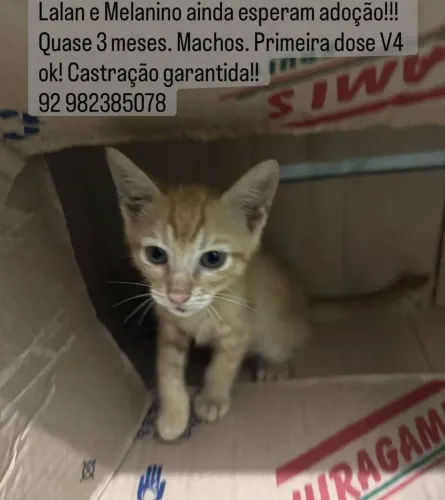 Gatos para adoção
