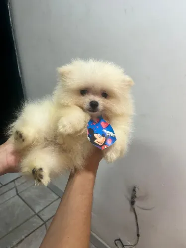 Cachorro Lulu anão 