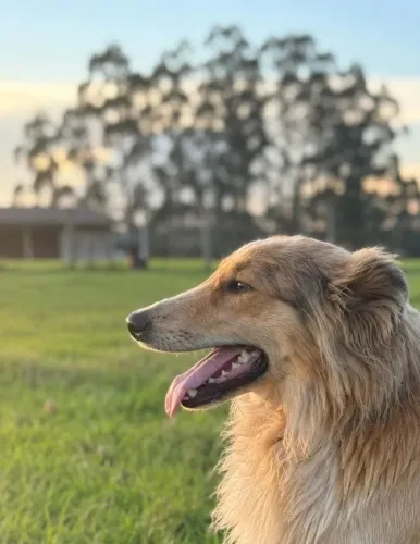 Ovelheiro gaucho, disponível para namorar 