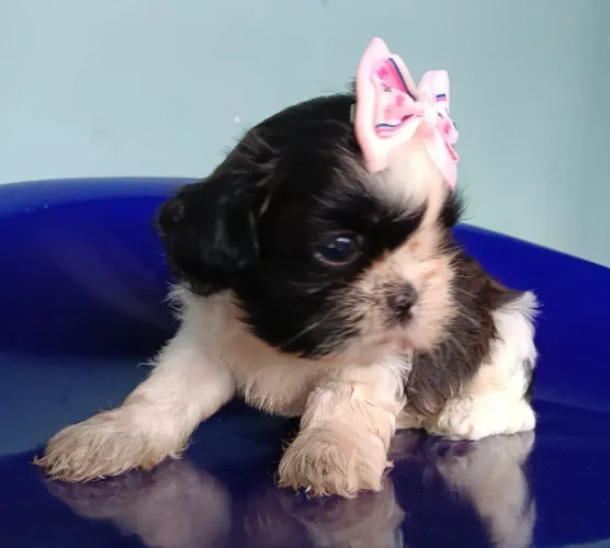 VENDO SHIH TZU FÊMEA 1.000 REAIS AVISTA