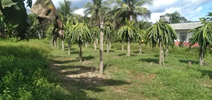 Am 010 Km 39, Vendo um terreno medindo 610.000m2