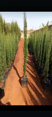 Pinheiro piramidales 