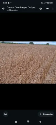 Fazenda de arrendamento 1.000 hec plantando em Ribeirão da cascalheira MT.