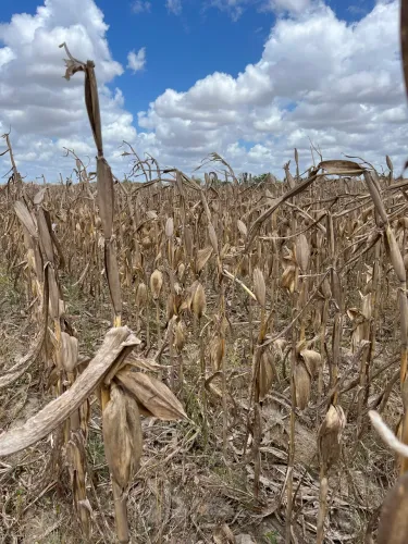 Rolão da cana e espigar
