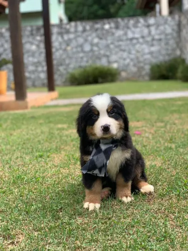 Bernese filhotes encantadores