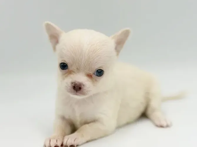 PROMOÇÃO!! Chihuahua Mini - Padrão da raça e pedigree incluso