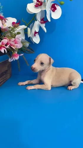 Galgo Italiano disponivel filhote a pronta entrega 8942