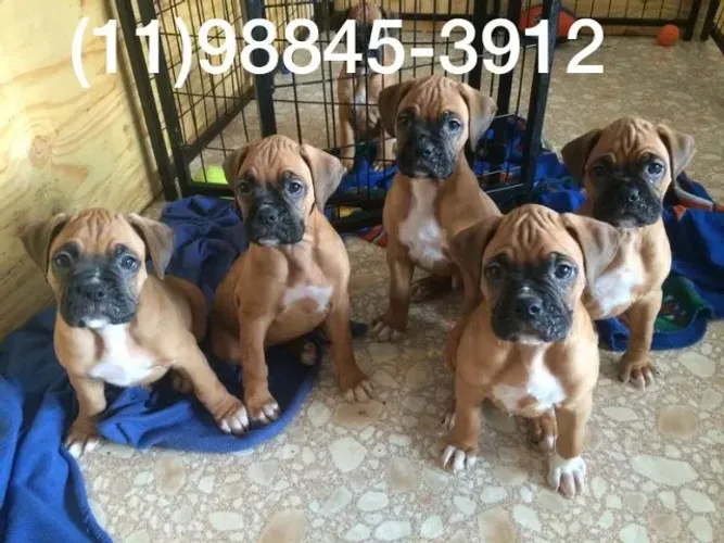 ninhada de boxer fulvo