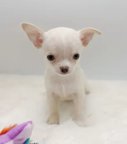 PROMOÇÃO!! Chihuahua Pequeno