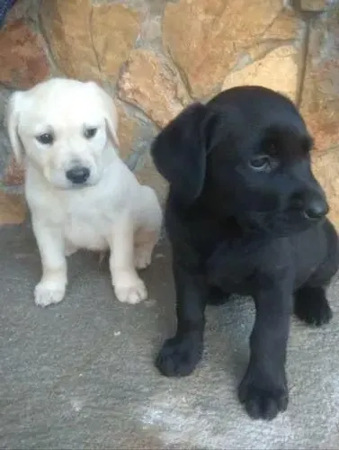 Filhotes Golden Retriever, Seu novo amor de quatro patas te espera!