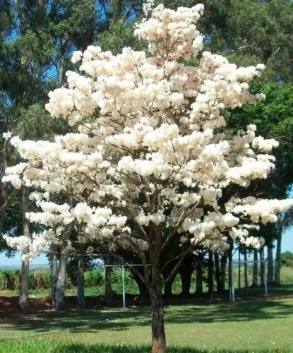 Vendo mudas de ipê-branco = Tabebuia roseoalba_ (Ridl.) Sandwith