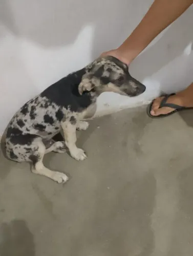 cachorro SRD (sem raça definida)