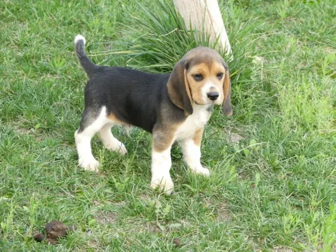 Beagle Machinhos com 53 dias vacinados e com pedigree e garantias em contrato