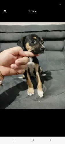 Fêmea de pinscher 70 dias.somos de bangu RJ 
