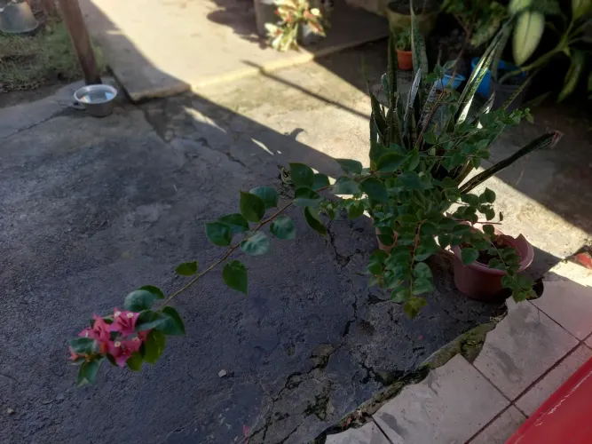 Bugaville já com flor