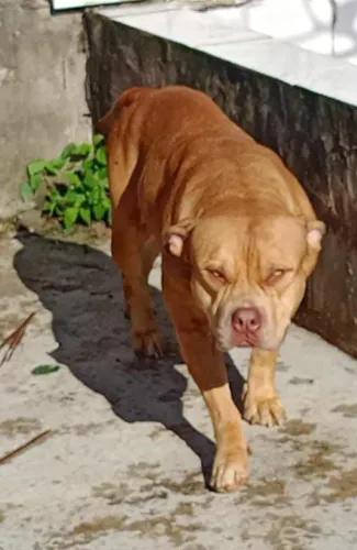 PIT MONSTER 