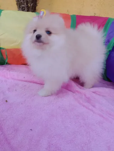 Spitz alemão Anã, ursinha baby face, em 10x no Cartão.