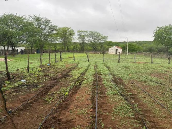 Sítio a venda em sertania Pernambuco