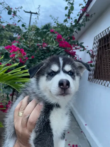 Filhotes de Huskys Siberianos Puros