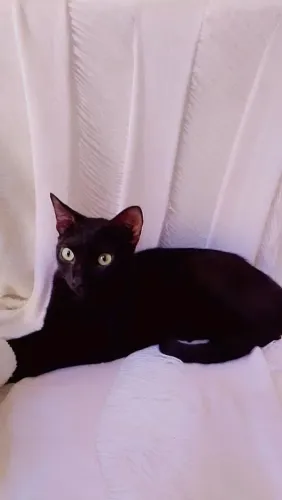 Adoção responsável gatinho preto 