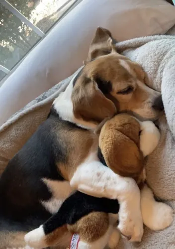 Beagle Escalado para fazer parte dos seus melhores momentos