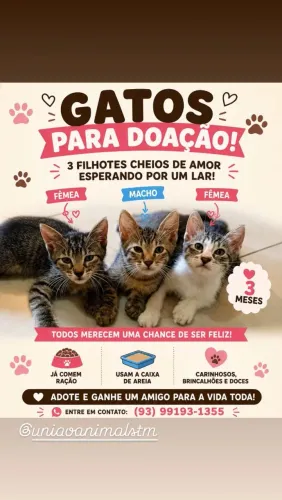 Adoção de gatos
