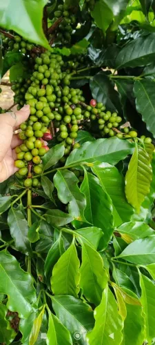 Terreno a venda