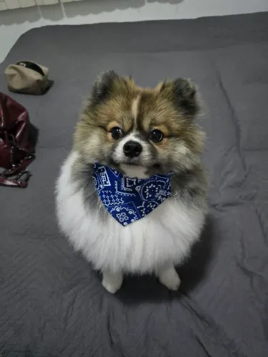Spitz alemão a procura de uma namorada