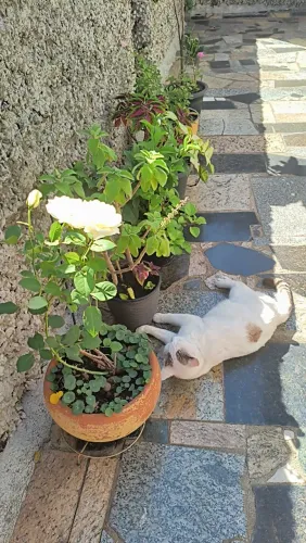 Doação gatinhos