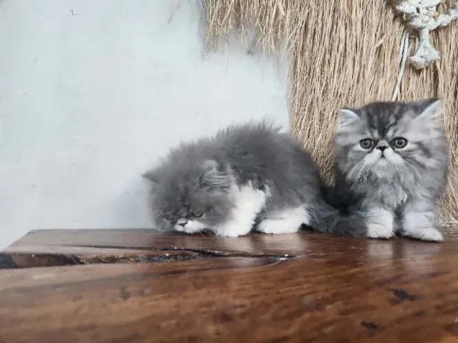 Gato Persa lindos filhotinhos com padrão sofisticado