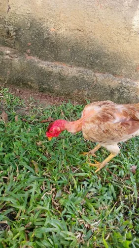 Galinha chocadeira da raça polaco