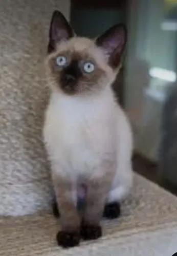 Gata siames filhote femea adocao