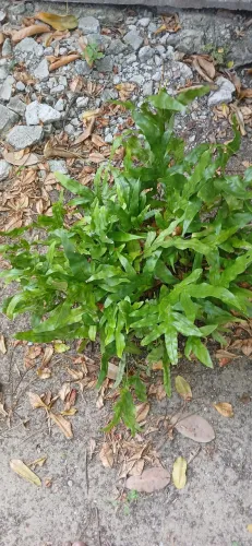 Plantas