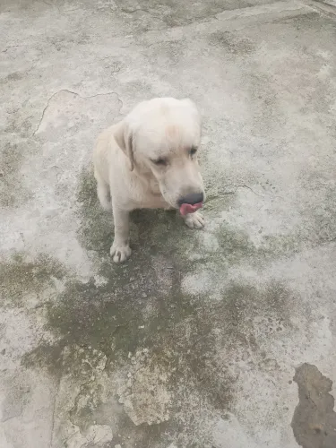 Filhote de labrador para doação