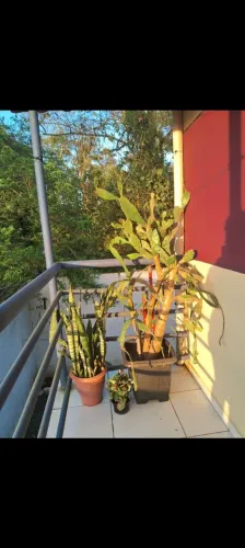 Cacto