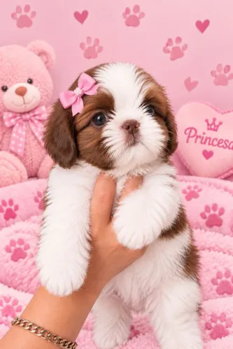 Filhote Shih tzu fêmea