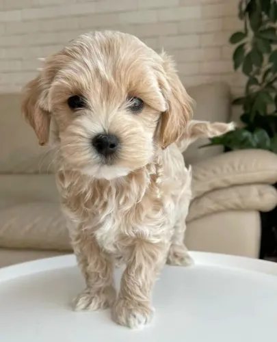 Filhotes de Poodle Disponíveis - Escolha Seu Novo Parceiro de Vida