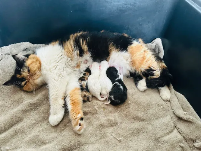 Lindos filhotes gato persa exótico show tricolor brancos para reserva