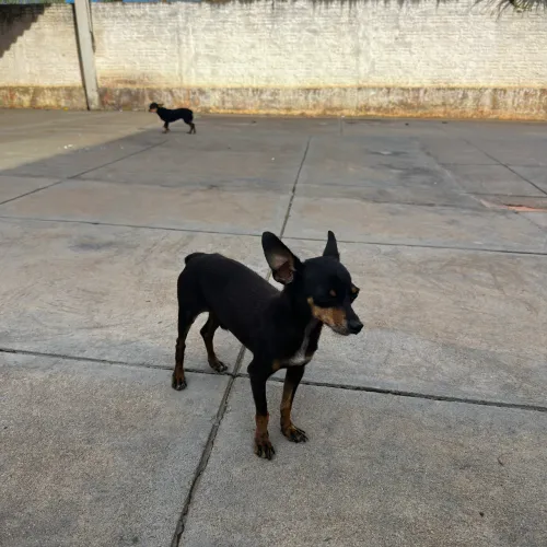 Cachorro Pinscher Macho