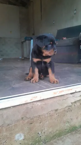 Cachorro macho Raça rottweiler com aproximadamente 45 a 50 dias