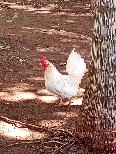 Vendo garnize nakasaki 